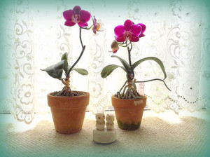 Photo_2